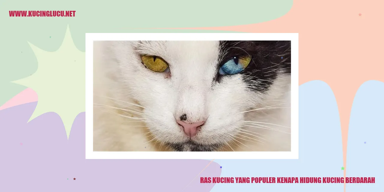 Gambar ras kucing