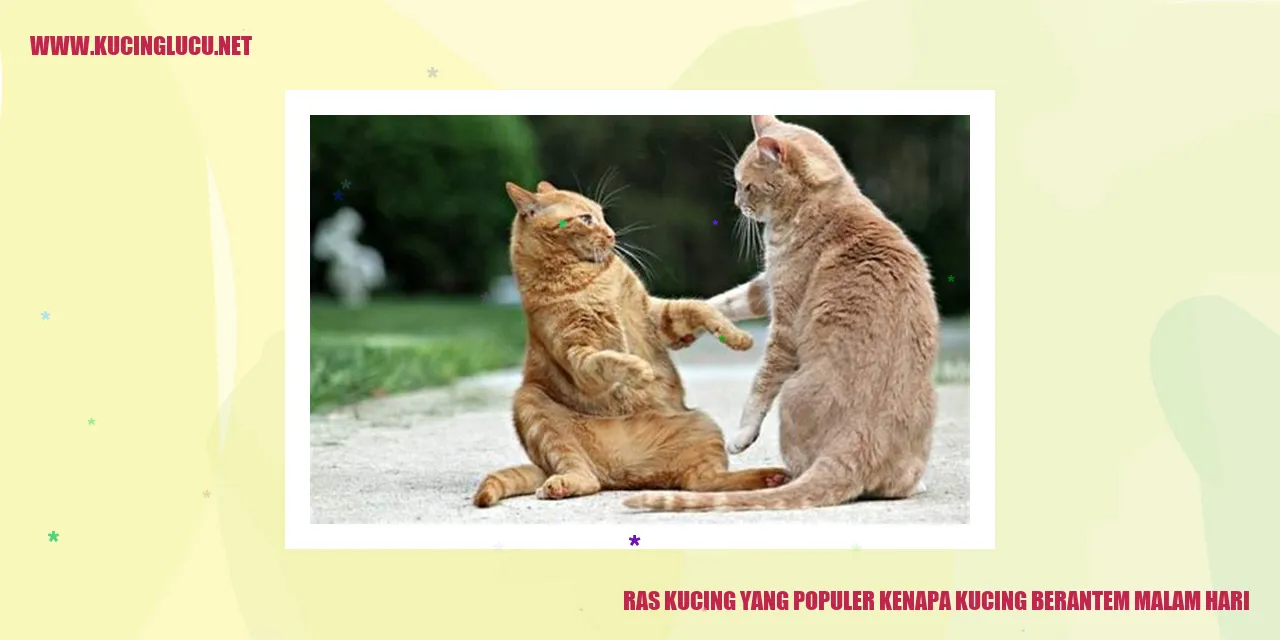Ras Kucing yang Populer kenapa kucing berantem malam hari