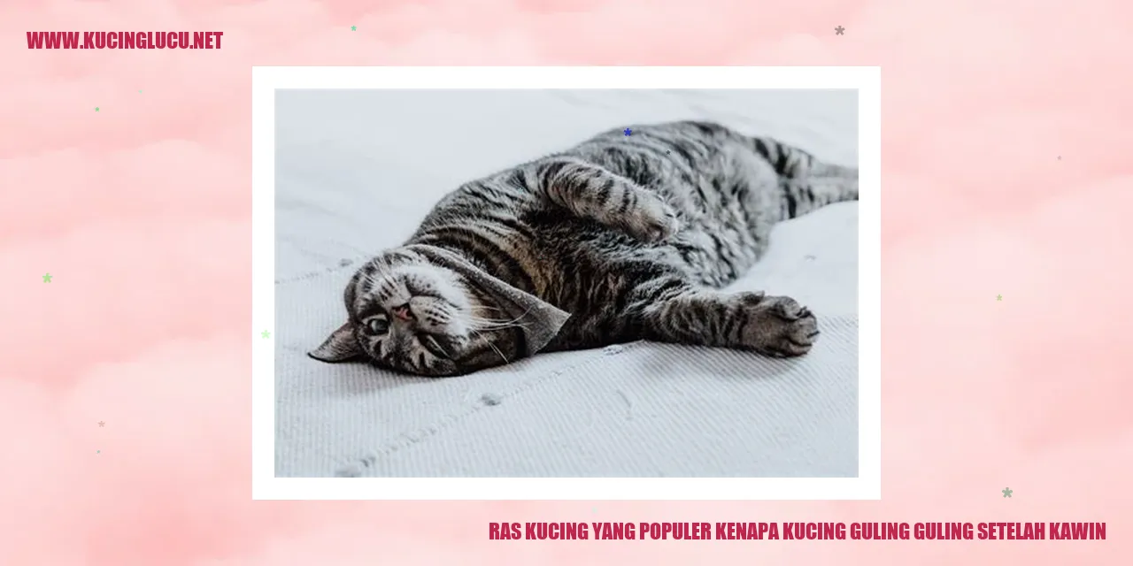 Kucing Guling-Guling Setelah Kawin
