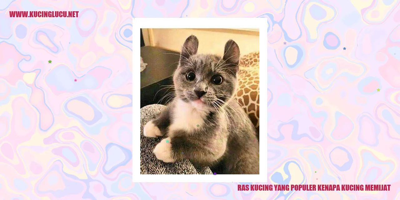 Ras Kucing yang Populer kenapa kucing memijat