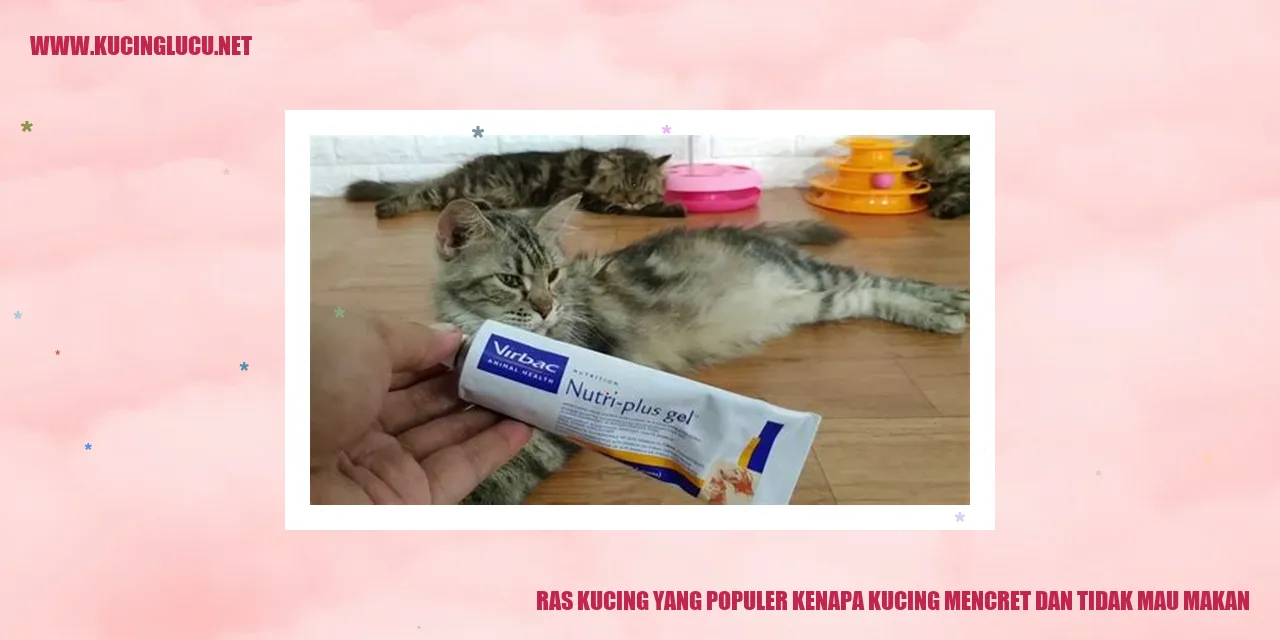 Ras Kucing yang Populer kenapa kucing mencret dan tidak mau makan