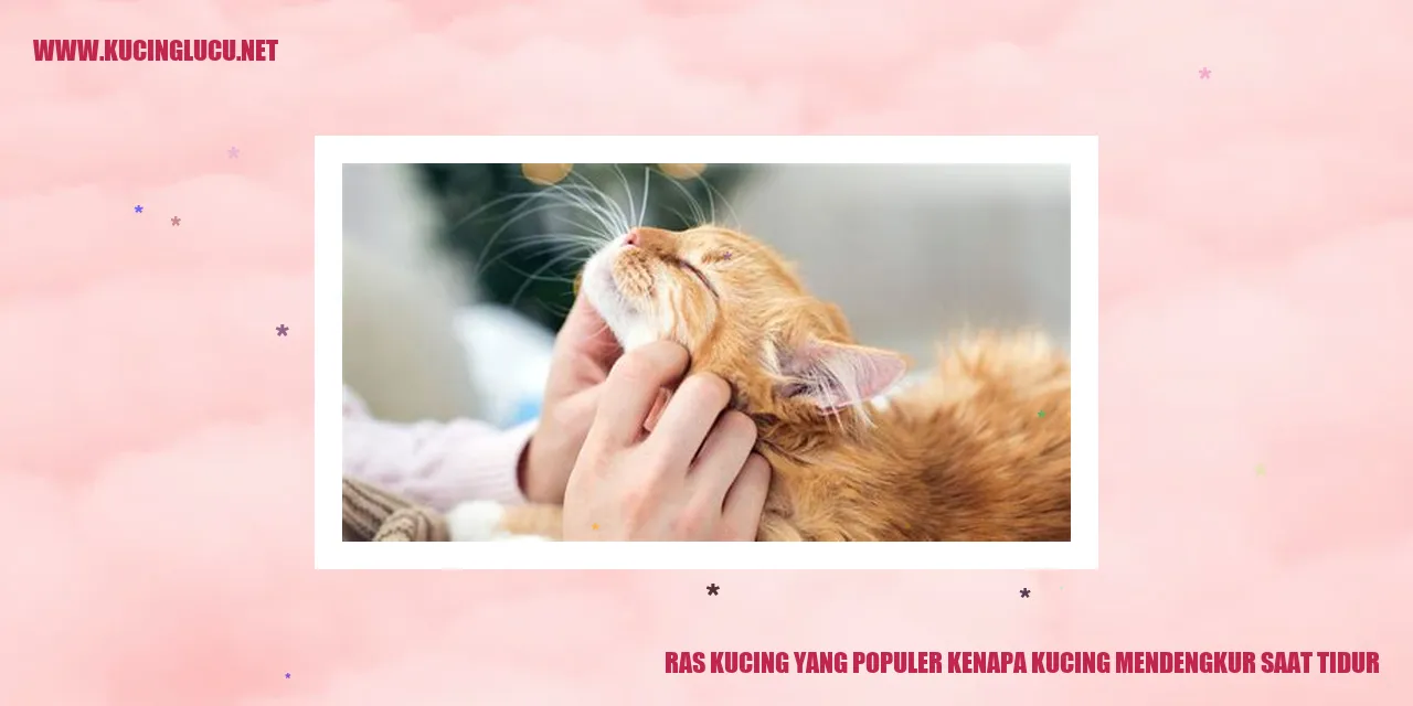 Ras Kucing yang Populer kenapa kucing mendengkur saat tidur