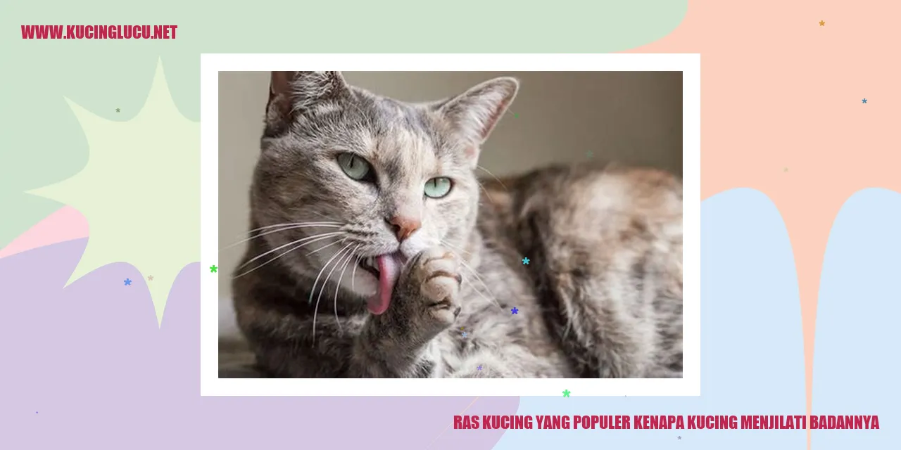 Kucing menjilati badannya