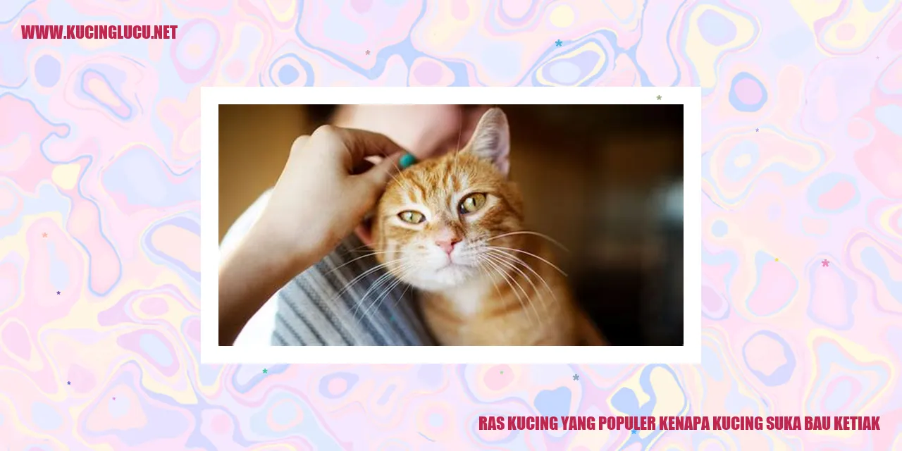 Ras Kucing yang Populer kenapa kucing suka bau ketiak