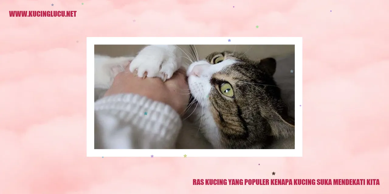 Kucing mendekati kita