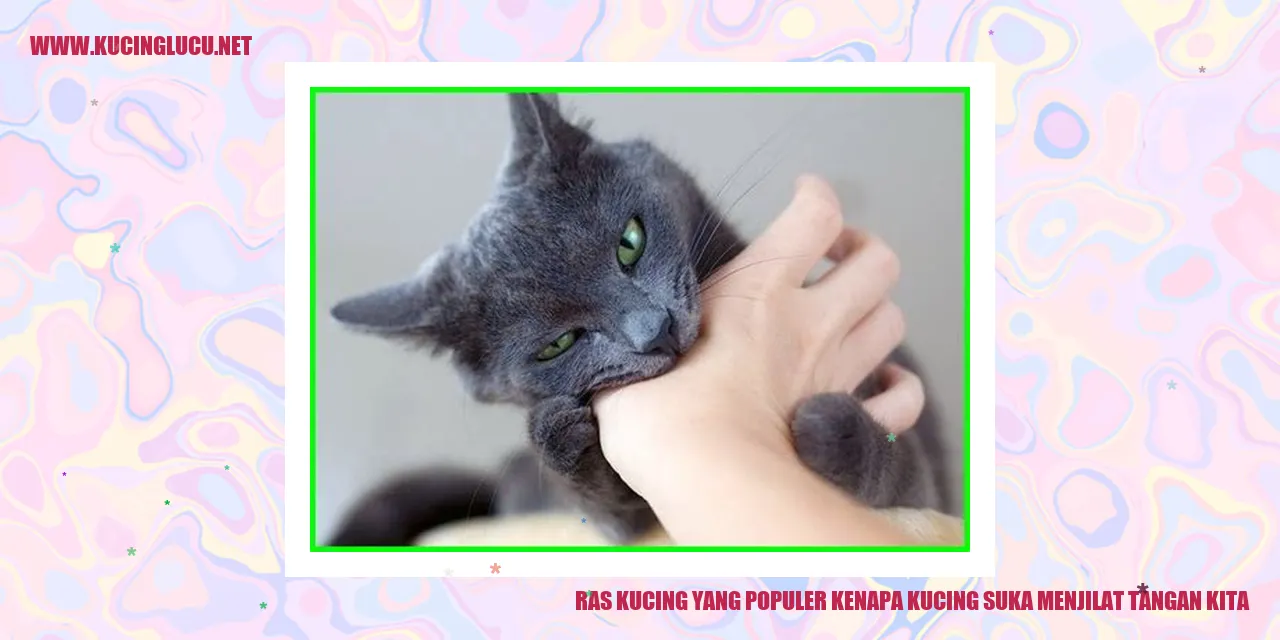 Gambar Ras Kucing