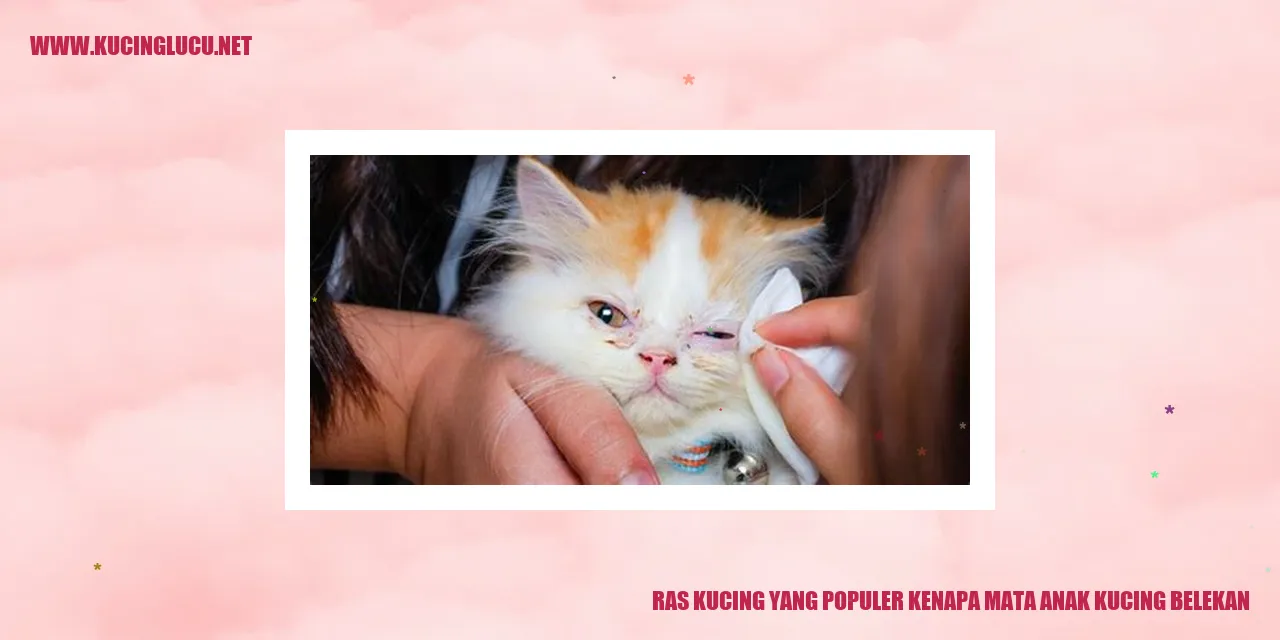 Gambar anak kucing dengan mata belekan