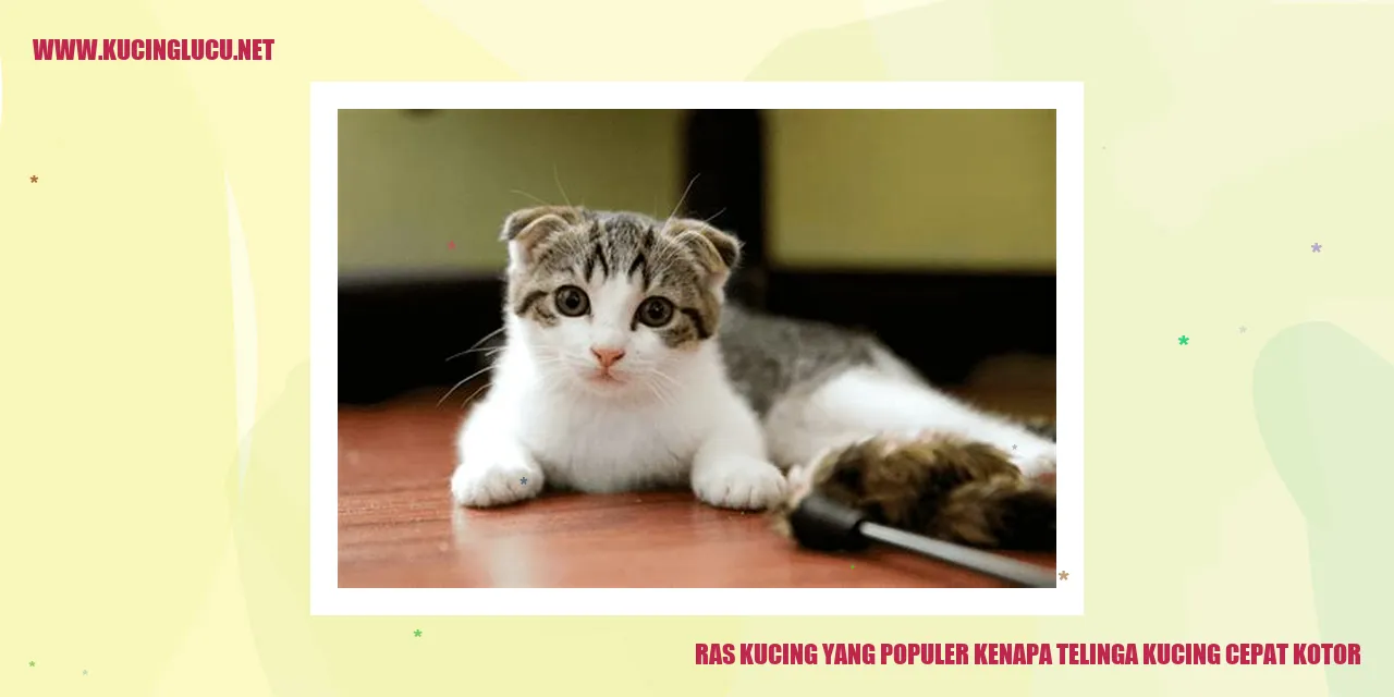 kotoran di telinga kucing