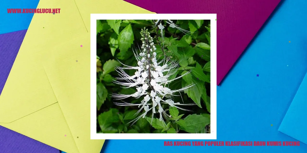 Ras Kucing yang Populer klasifikasi daun kumis kucing