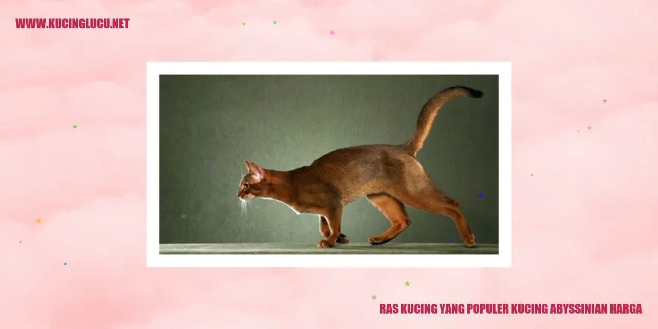 Kucing Abyssinian