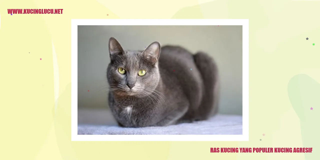 Kucing Agresif
