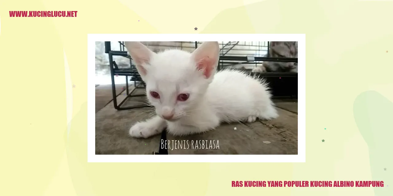 Kucing Albino Kampung