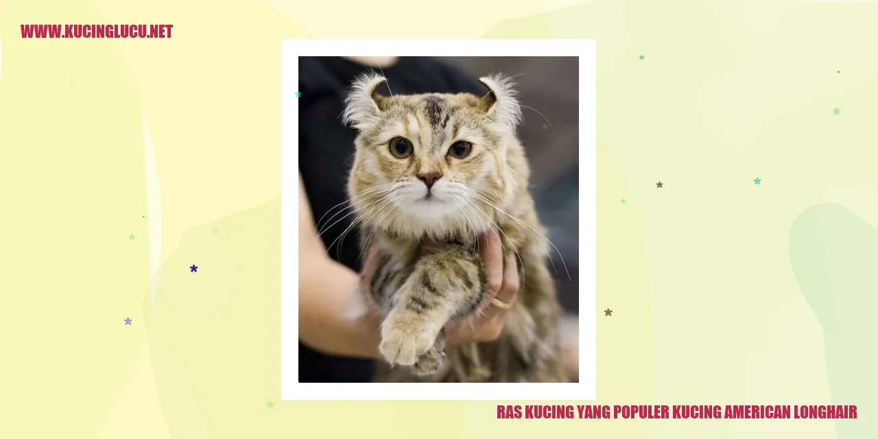 Gambar Kucing American Longhair