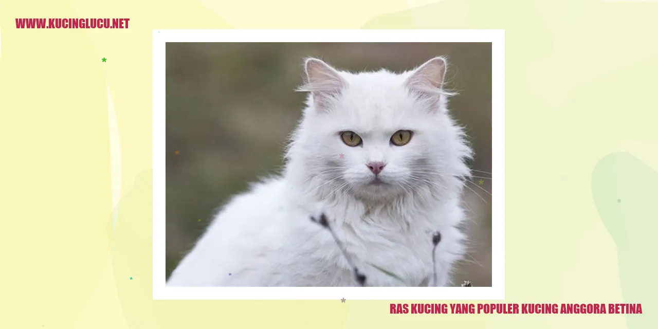 Kucing Anggora Betina