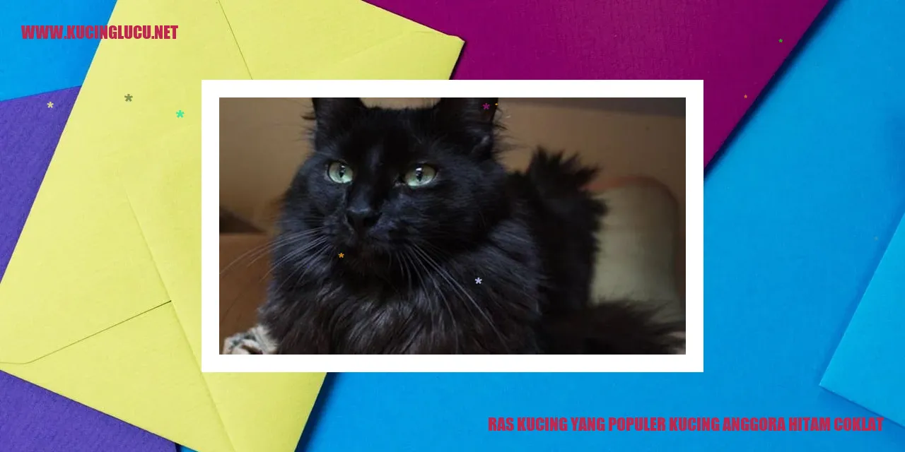 Kucing Anggora Hitam Coklat