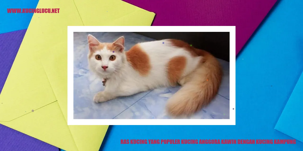 Kucing Anggora dan Kucing Kampung