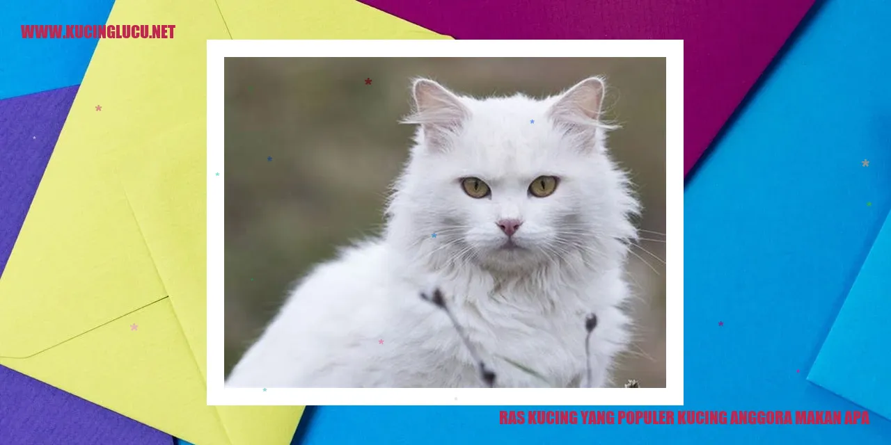 Gambar Kucing Anggora