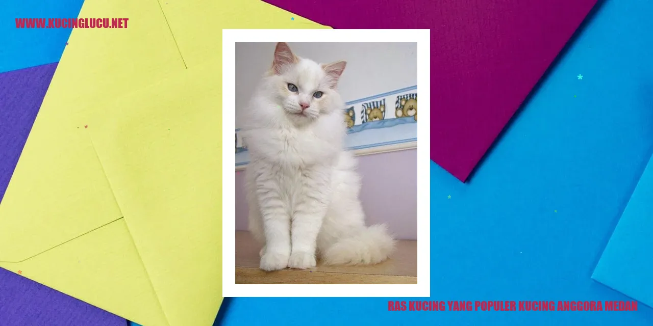 Kucing Anggora Medan
