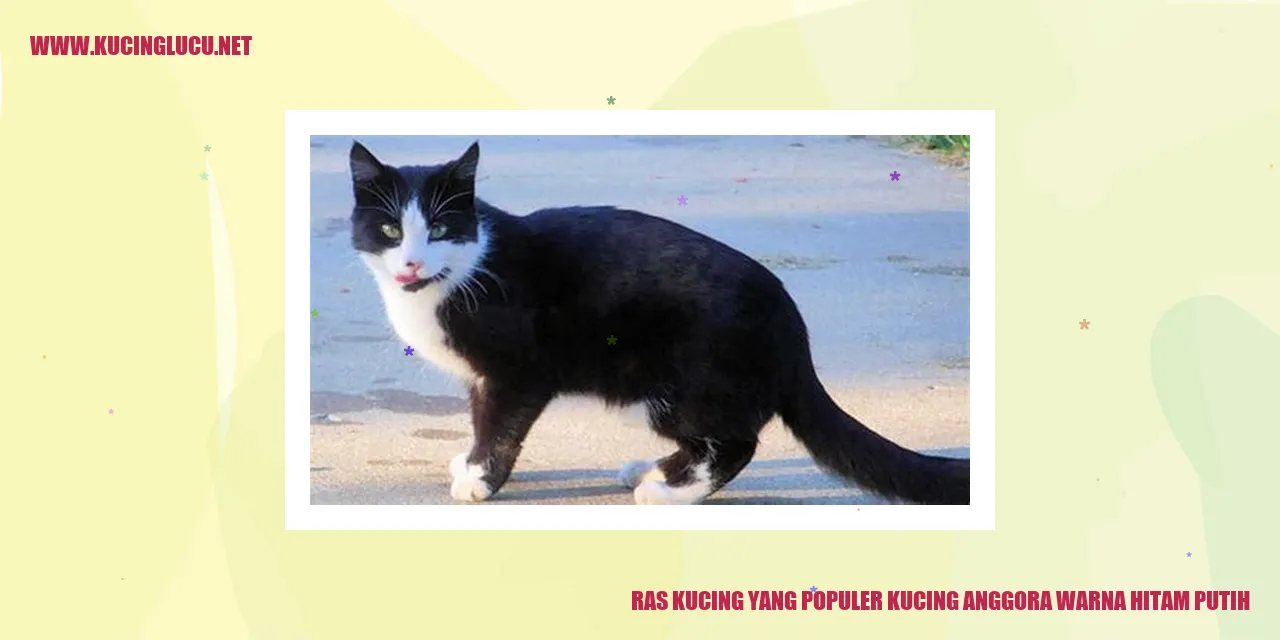 Foto Kucing Anggora Warna Hitam Putih