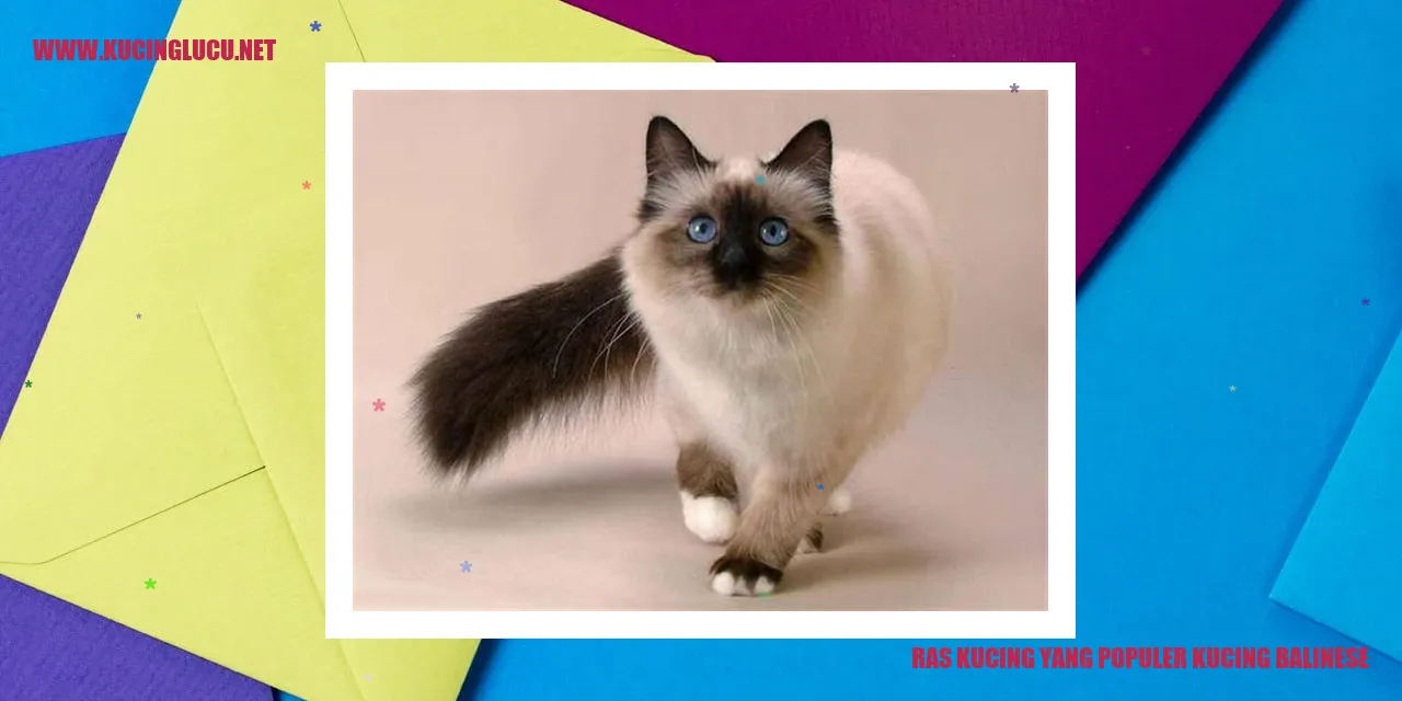kucing balinese