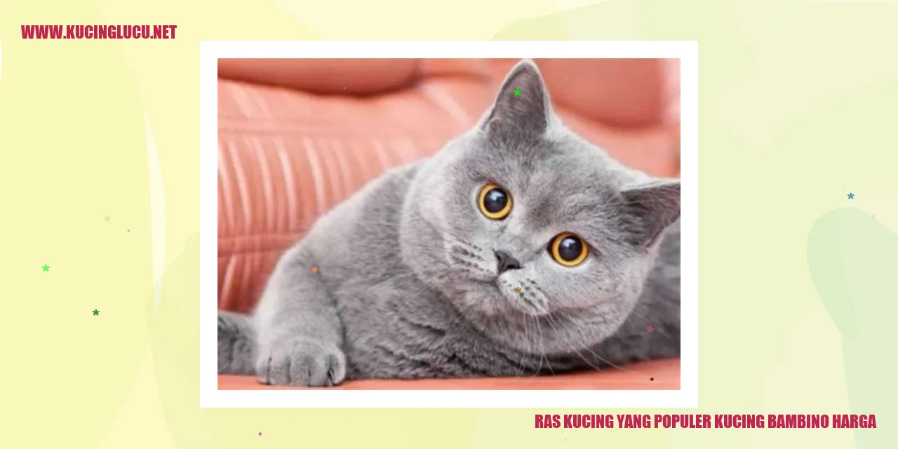 Kucing Bambino