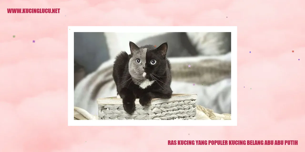 Gambar Kucing Belang Abu-Abu Putih