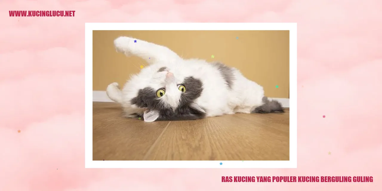 Gambar kucing berguling guling
