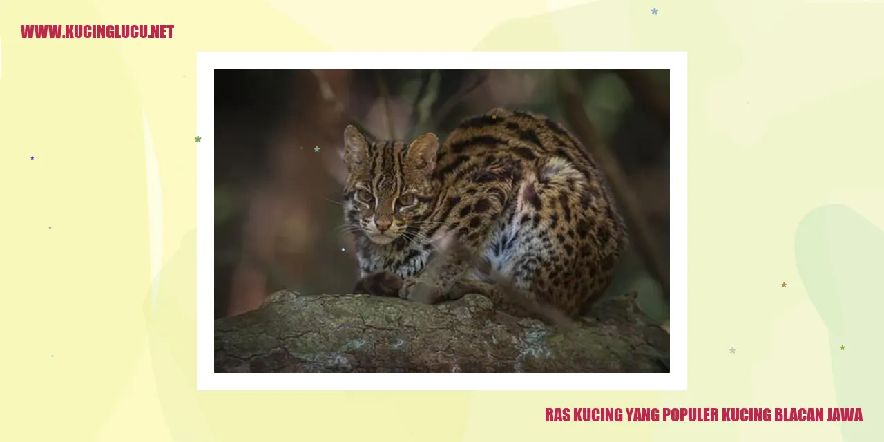 Kucing Blacan Jawa