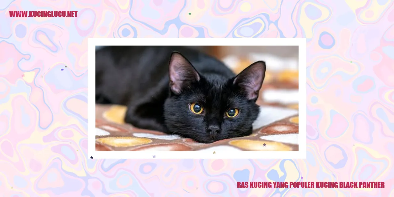 Kucing Paus Hitam
