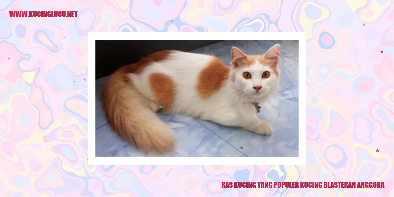 Kucing Campuran Anggora