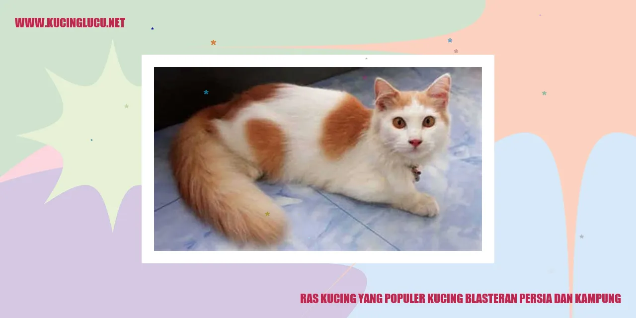 Kucing blasteran persia dan kampung
