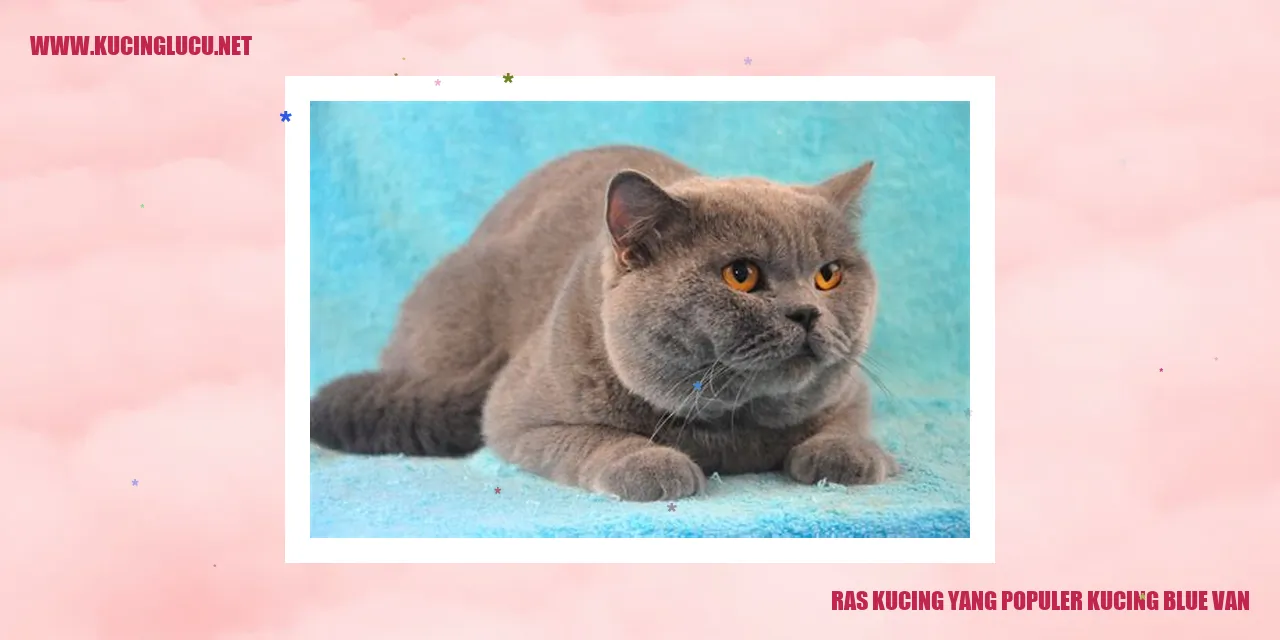 Kucing Blue Van