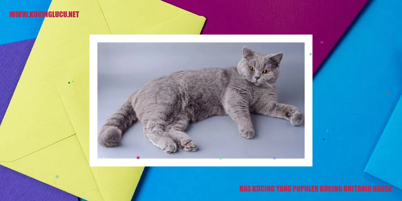 Kucing Britania yang Menggemaskan