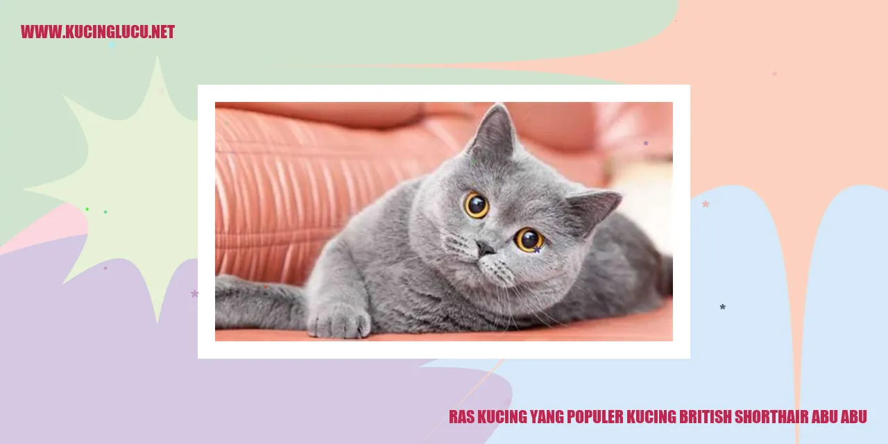 Kucing Grey British Shorthair