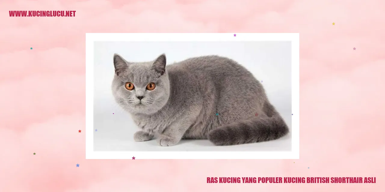 Kucing British Shorthair Asli