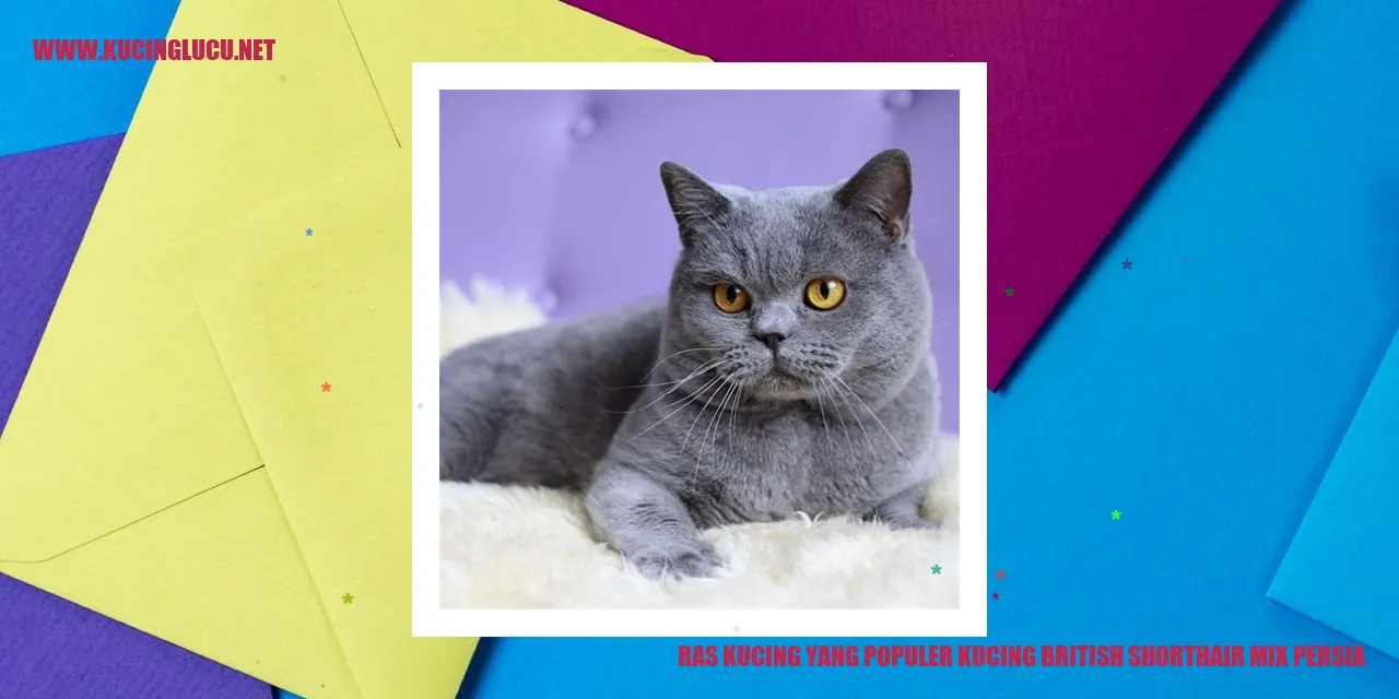 kucing british shorthair mix persia