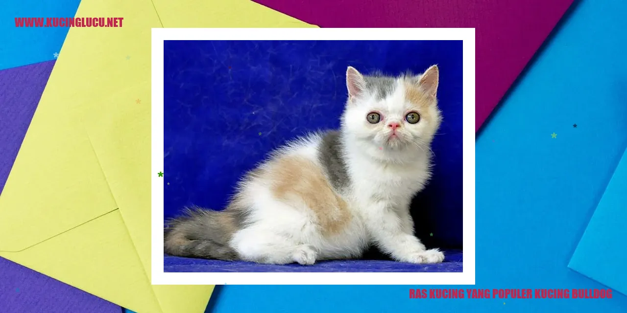 Ras Kucing yang Populer: Kucing Bulldog