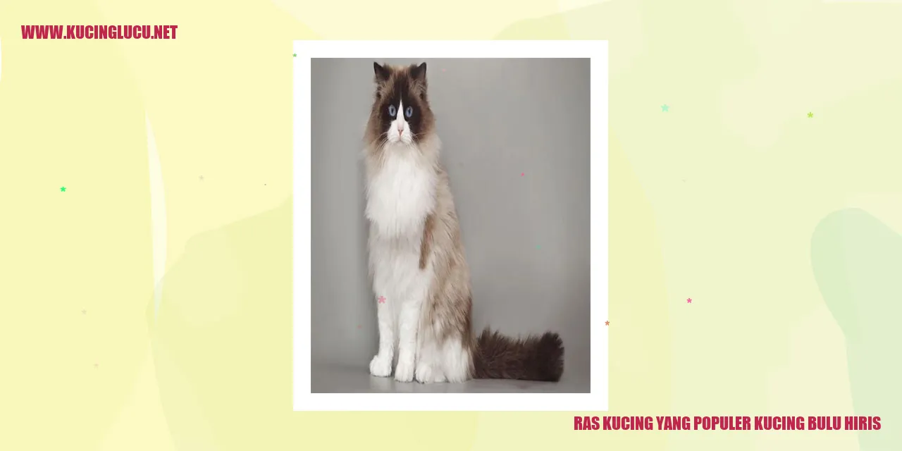 Ras kucing bulu hiris