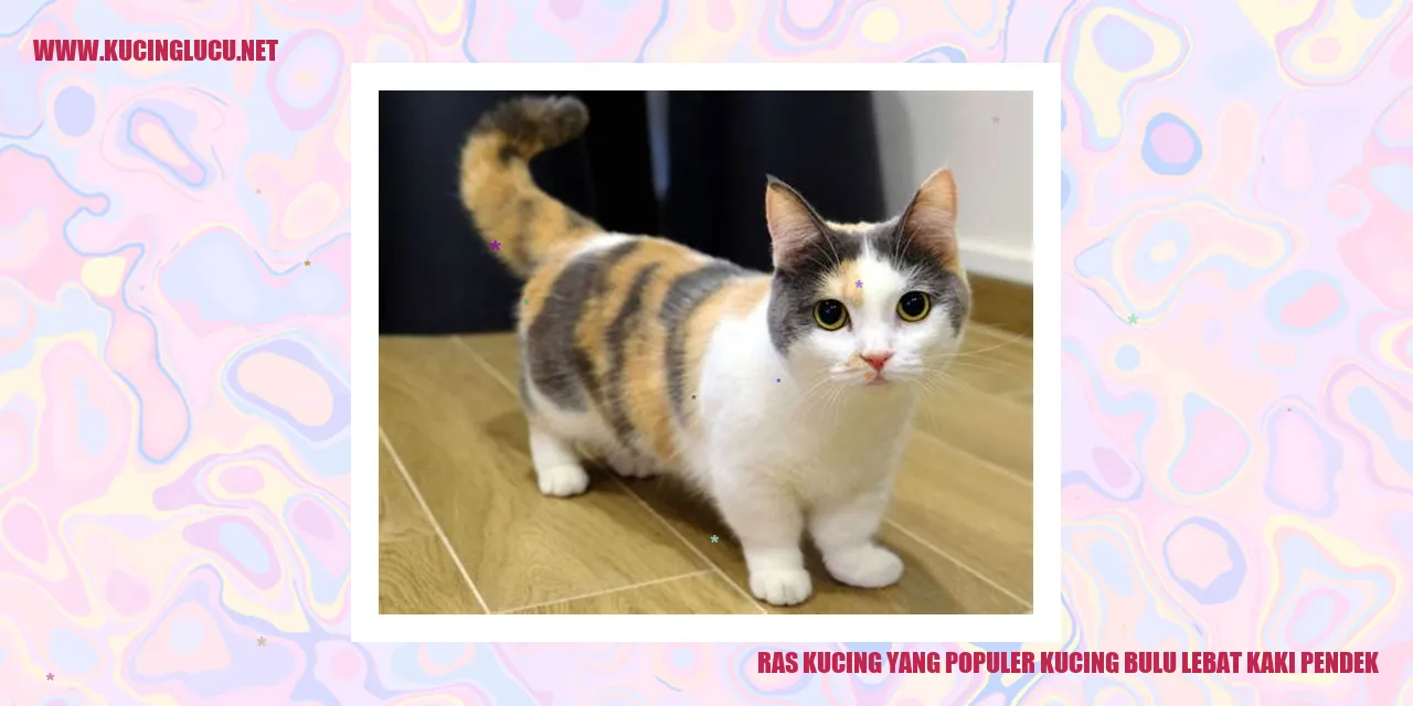 Ras Kucing yang Terkenal: Si Kucing Berkutu dengan Kakinya yang Pendek