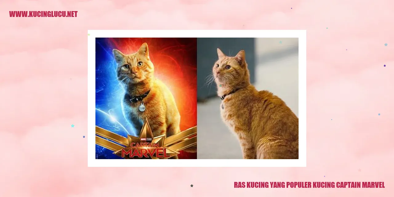 Ras Kucing Captain Marvel