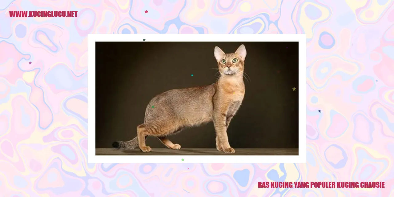 Kucing Chausie
