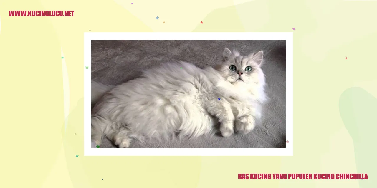 Kucing Chinchilla