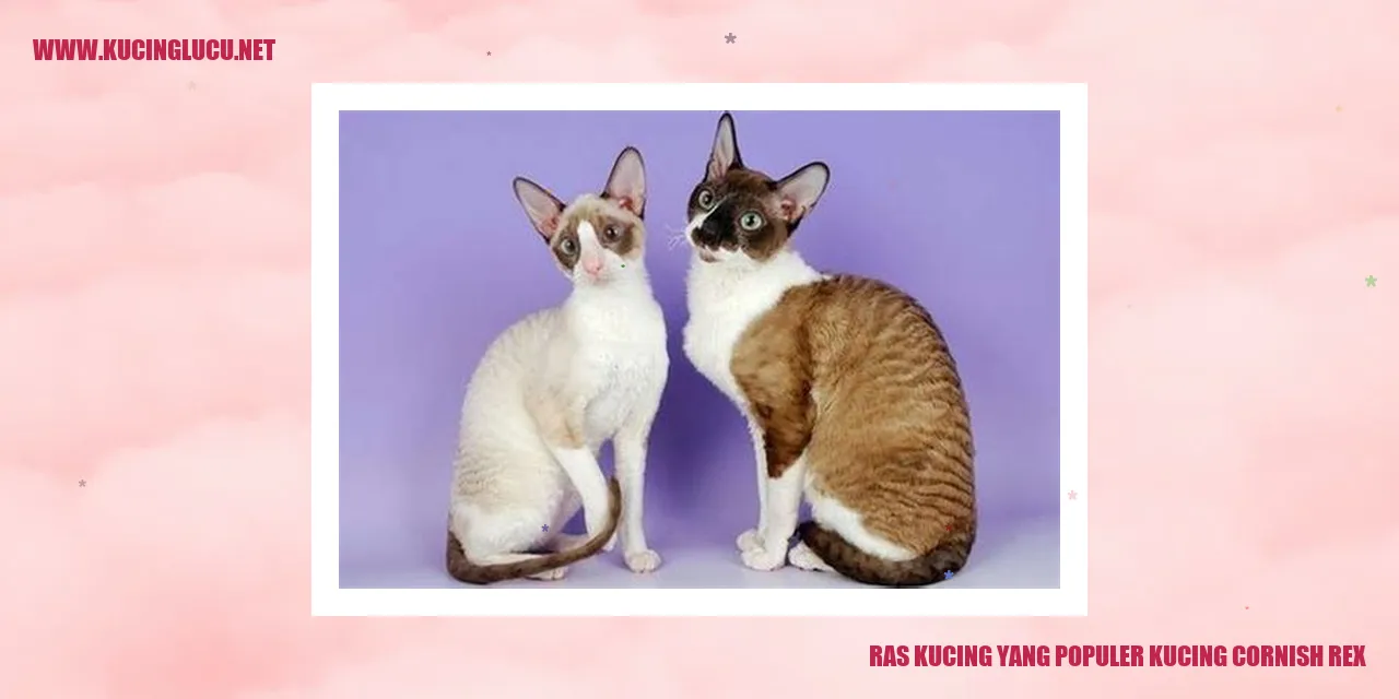 Kucing Cornish Rex