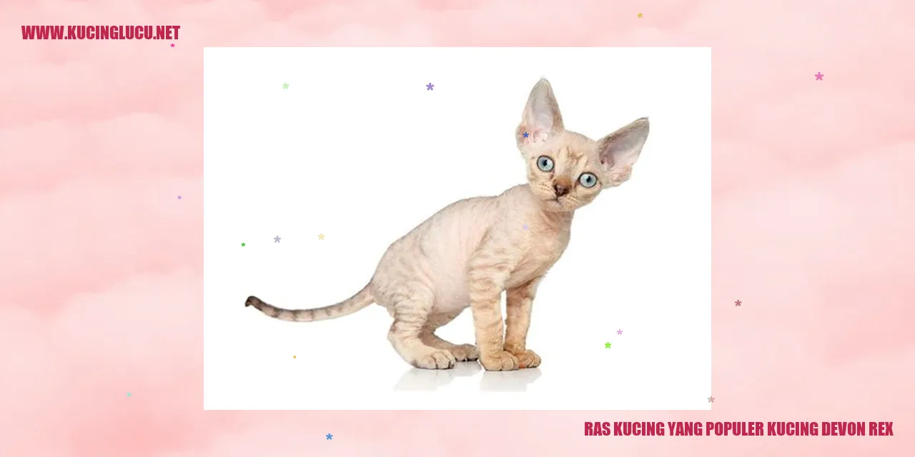 Kucing Devon Rex