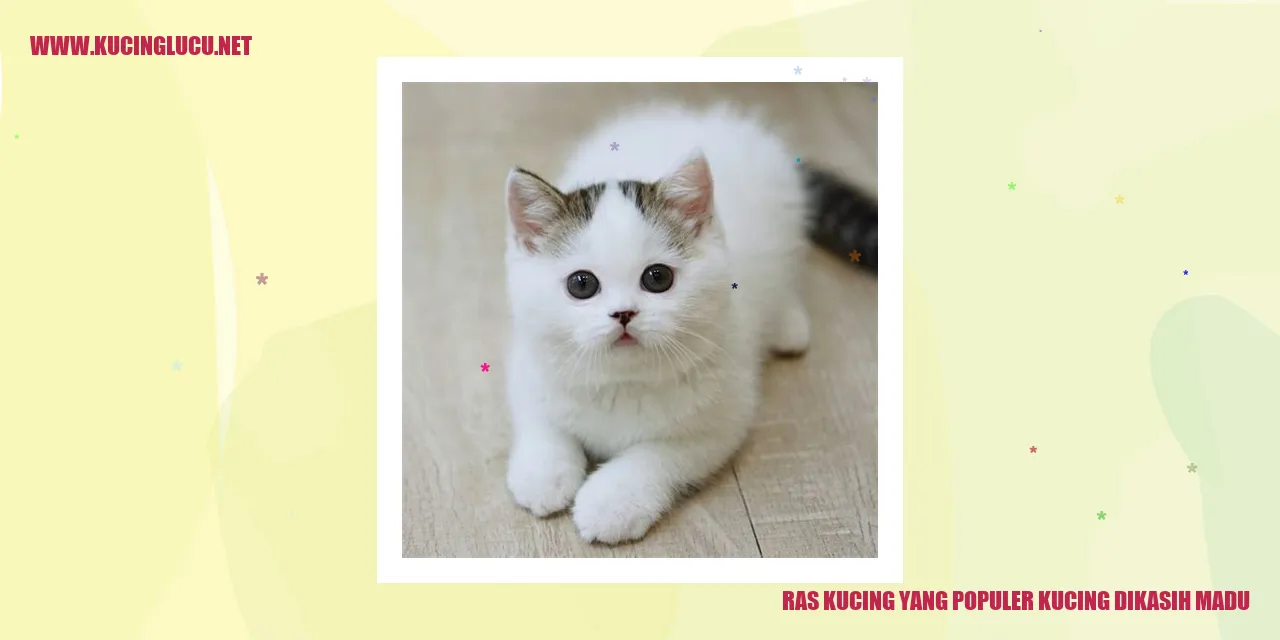 Ras Kucing yang Populer Kucing Dikasih Madu