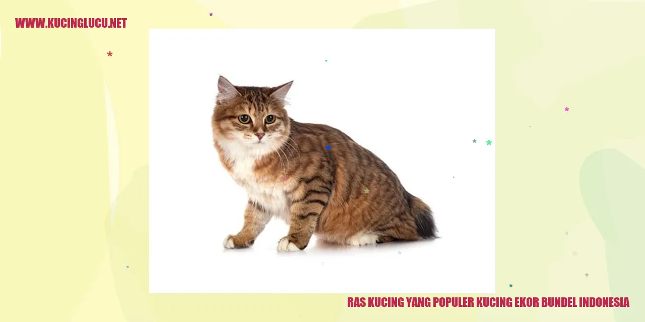 Gambar Kucing Ekor Bundel Indonesia