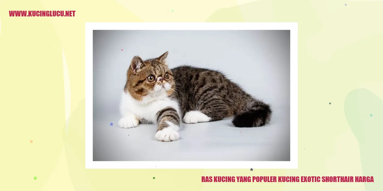 Kucing Exotic Shorthair