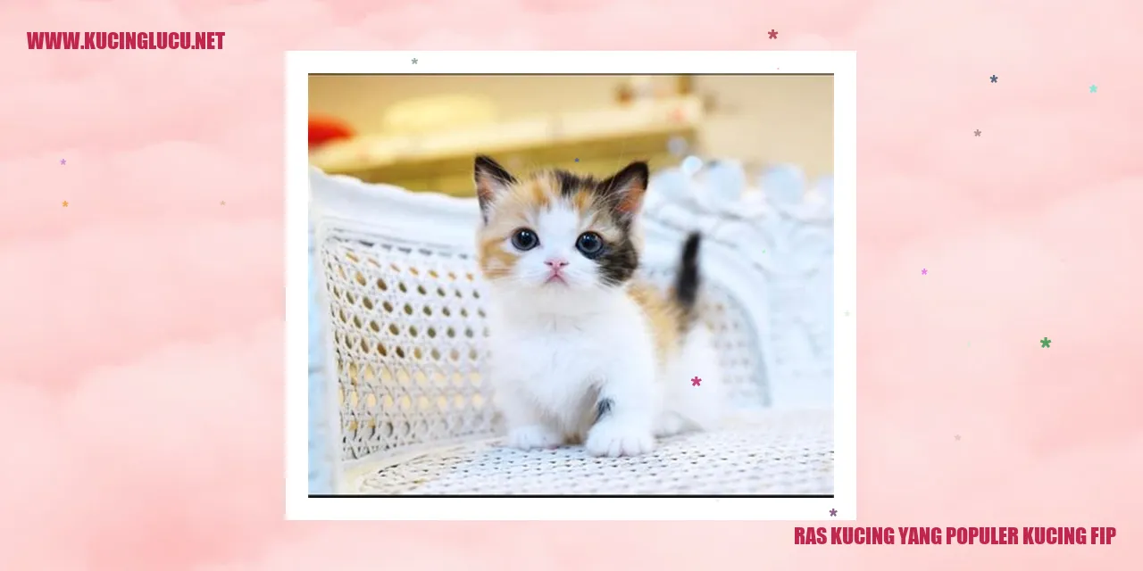 Kucing FIP