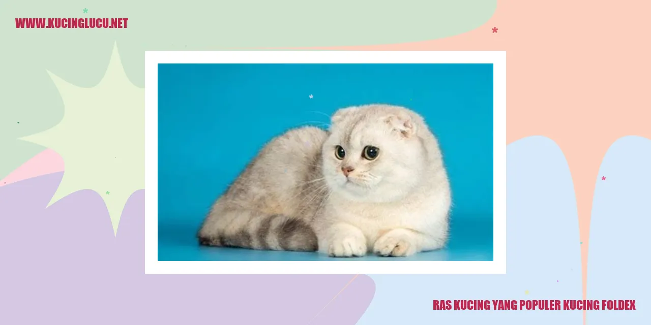 Gambar Kucing Foldex