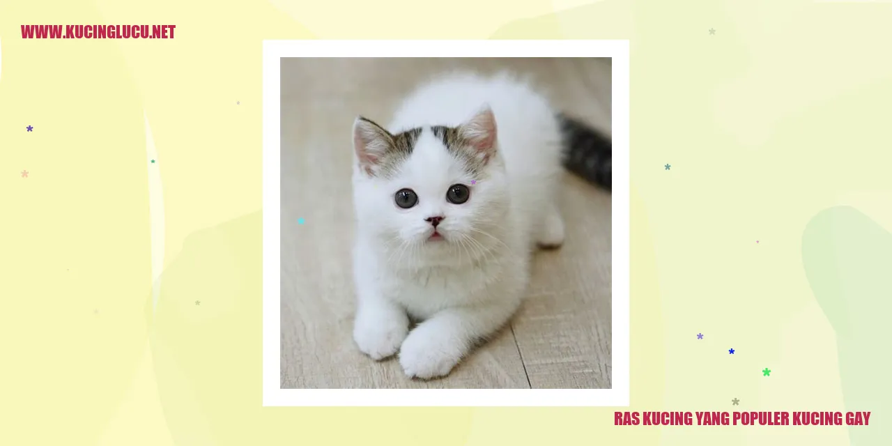 Kucing Maine Coon